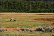 04 - Yellowstone NP (18)